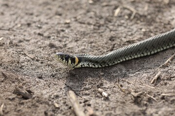 The snake is crawling on the ground