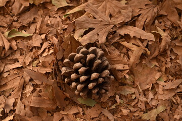 close up of cones