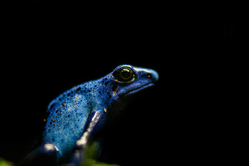 Blue poison dart frog on a black background