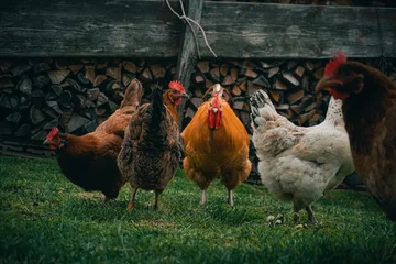 Deurstickers hen and chickens © Oleg