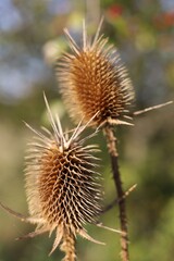 Thistle is a dry plant