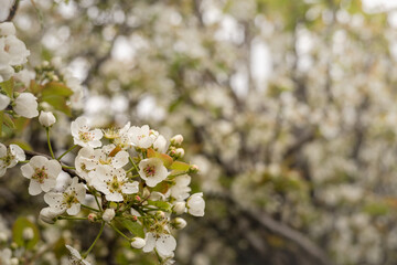 Pear blossom flowers in spring with soft background - 657636535