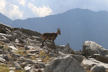 mountain goat on a rock