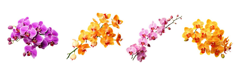 Fototapeta na wymiar Set of different colors orchid flowers isolated on transparent background. Generative Ai