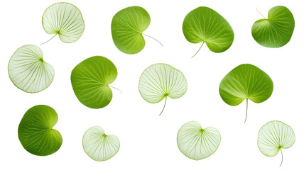 round leaves isolated on a transparent white background