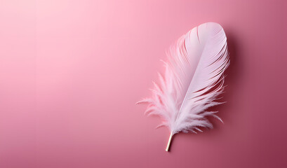 White feather on pastel pink background.