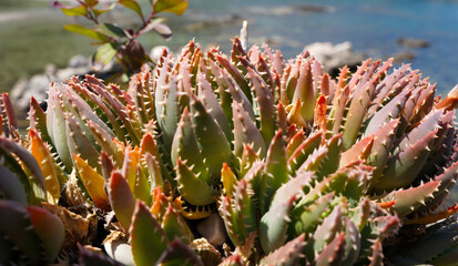 Green succulent plant. Aloe nobilis grown on a hill