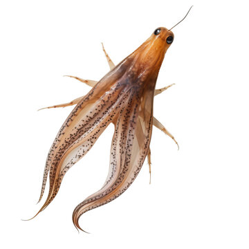 squid (ocean marine animal) isolated on transparent background cutout 