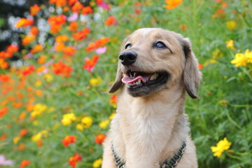 犬とコスモス