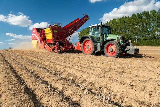 Arrachage de pomme de terre. Tracteur Fendt  et arracheuse Grimme