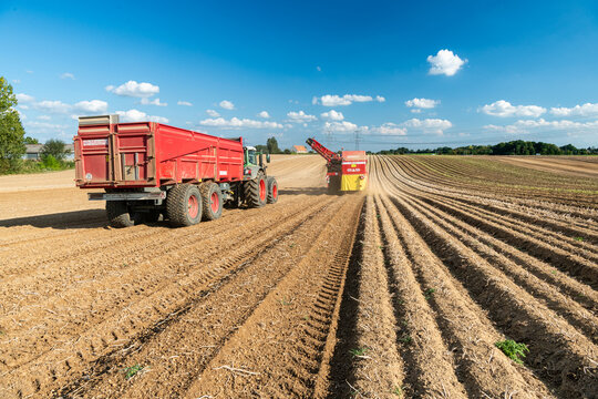Arrachage de pomme de terre. Alignement de rangs.Tracteur Fendt  et arracheuse Grimme