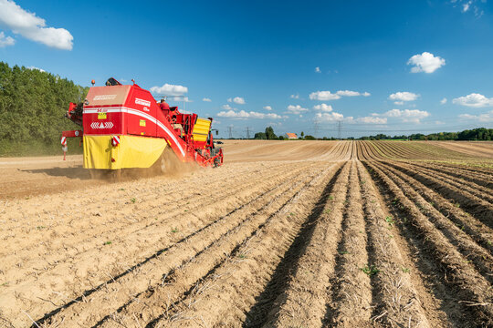 Arrachage de pomme de terre. Alignement de rangs.Tracteur Fendt  et arracheuse Grimme