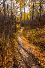 autumn in the forest