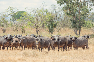 Wild African Buffaloes on the watch