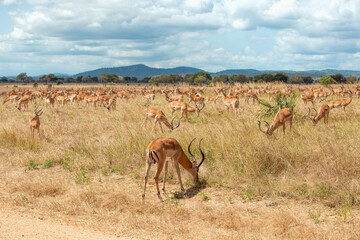 Wild Impalas in the African savannah