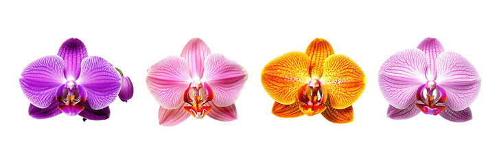 Set of different colors single orchid flower isolated on transparent background. Generative Ai