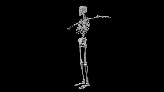 3d medical animation of a human skeleton rotating. Animation on black background
