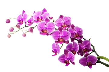 Fototapeta na wymiar Purple orchid flower isolated on transparent background. Generative Ai