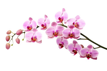 Fototapeta na wymiar Pink orchid flower isolated on transparent background. Generative Ai