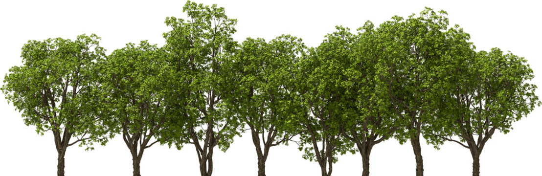 trees tree line large-fruited oak, hq, arch viz, cutout plant 3d render 
