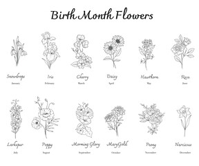 Birth Month Flowers set line art. Outline birth month flowers isolated on white. Hand painted line art botanical illustration. Snowdrops, Iris, Cherry Blossom, Daisy, Hawthorn, Rose, Larkspur, Delphin