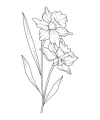 Daffodil Line Art. Daffodil outline Illustration. March Birth Month Flower. Daffodil outline isolated on white. Hand painted line art botanical illustration.