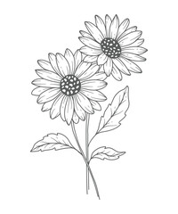 Daisy Line Art. Daisy outline Illustration. April Birth Month Flower. Daisy flower outline isolated on white. Hand painted line art botanical illustration.