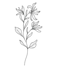 Honeysuckle Line Art. Honeysuckle outline Illustration. June Birth Month Flower. Honeysuckle outline isolated on white. Hand painted line art botanical illustration.