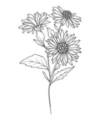 Aster Line Art. Aster outline Illustration. September Birth Month Flower. Aster outline isolated on white. Hand painted line art botanical illustration.