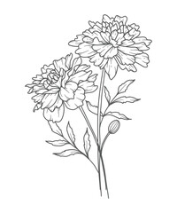 Marigold Line Art. Marigold outline Illustration. October Birth Month Flower. Marigold outline isolated on white. Hand painted line art botanical illustration.