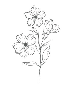 recommend clip art: Primrose flower Line Art. Primrose outline Illustration. February Birth Month Flower. Primrose outline isolated on white. Hand painted line art botanical illustration.