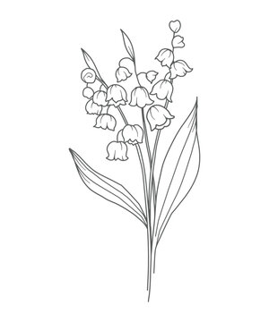 Lily Of the Valley Line Art. Lily Of the Valley outline Illustration. May Birth Month Flower. Lily Of the Valley flower outline isolated on white. Hand painted line art botanical illustration.