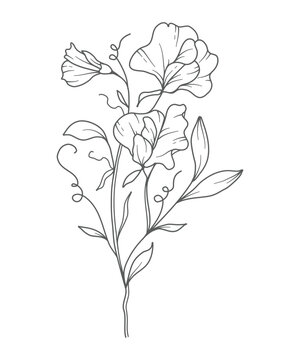 recommend clip art: Sweet Pea Line Art. Sweet Pea outline Illustration. April Birth Month Flower. Sweet Pea flower outline isolated on white. Hand painted line art botanical illustration.