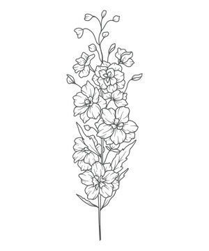 Larkspur Line Art. Delphinium outline Illustration. July Birth Month Flower. Delphinium outline isolated on white. Hand painted line art botanical illustration.
