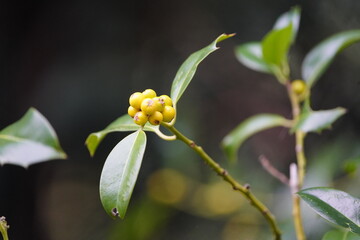 
Ilex opaca, the American holly, is a species of holly, native to the eastern and south-central United States.
