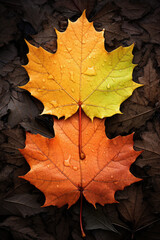 Naklejka na ściany i meble Colorful autumn leafs close up