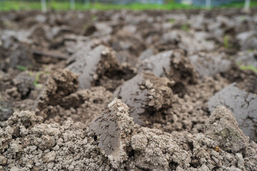 Dry lumpy soil, Soil for growing vegetables.
