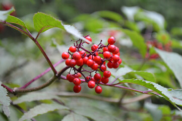 Closeup of an elder branch with red berries 