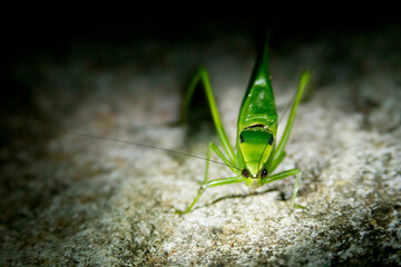 Esperança, inseto de cor verde com antenas enormes sobre superfície de concreto de noite.  - obrazy, fototapety, plakaty