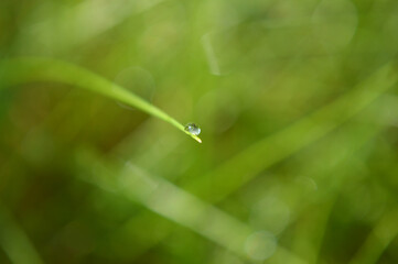 Closeup of a tiny rain drop on the grass