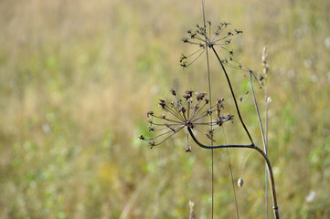 A dry stem with seeds