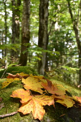 Maple Leafs in the Fall, Sainte-Apolline, Québec, Canada