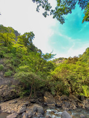 Highview of tree leaves swaying in the wind against BlueSky