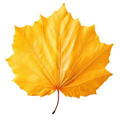 Yellow autumn leaf transparent white background