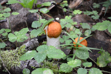 Closeup of two small boletus mushrooms in the grass