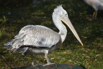 A cute pelican standing on a tire
