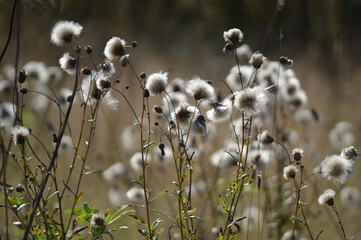 Many dry thistle flowers in the grass