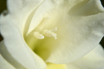 Fototapeta premium Closeup of a white gladiolus flower