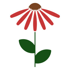 Coneflower