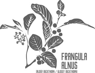 Alder buckthorn branch vector silhouette. Medicinal Frangula alnus L outline. Set of Glossy buckthorn or Breaking buckthorn berries, flowers and leafs in Line. Contour drawing of medicinal herbs